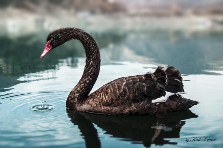 cigno nero e prezzo del petrolio