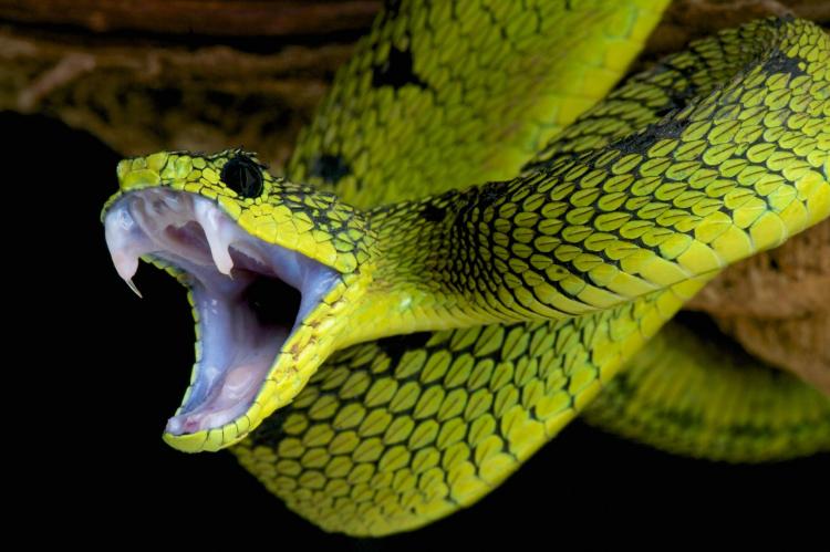 .serpenti