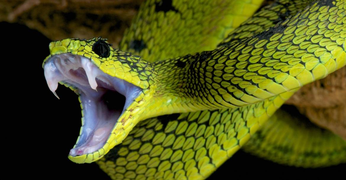 .serpenti