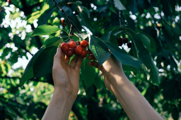 cherry picking