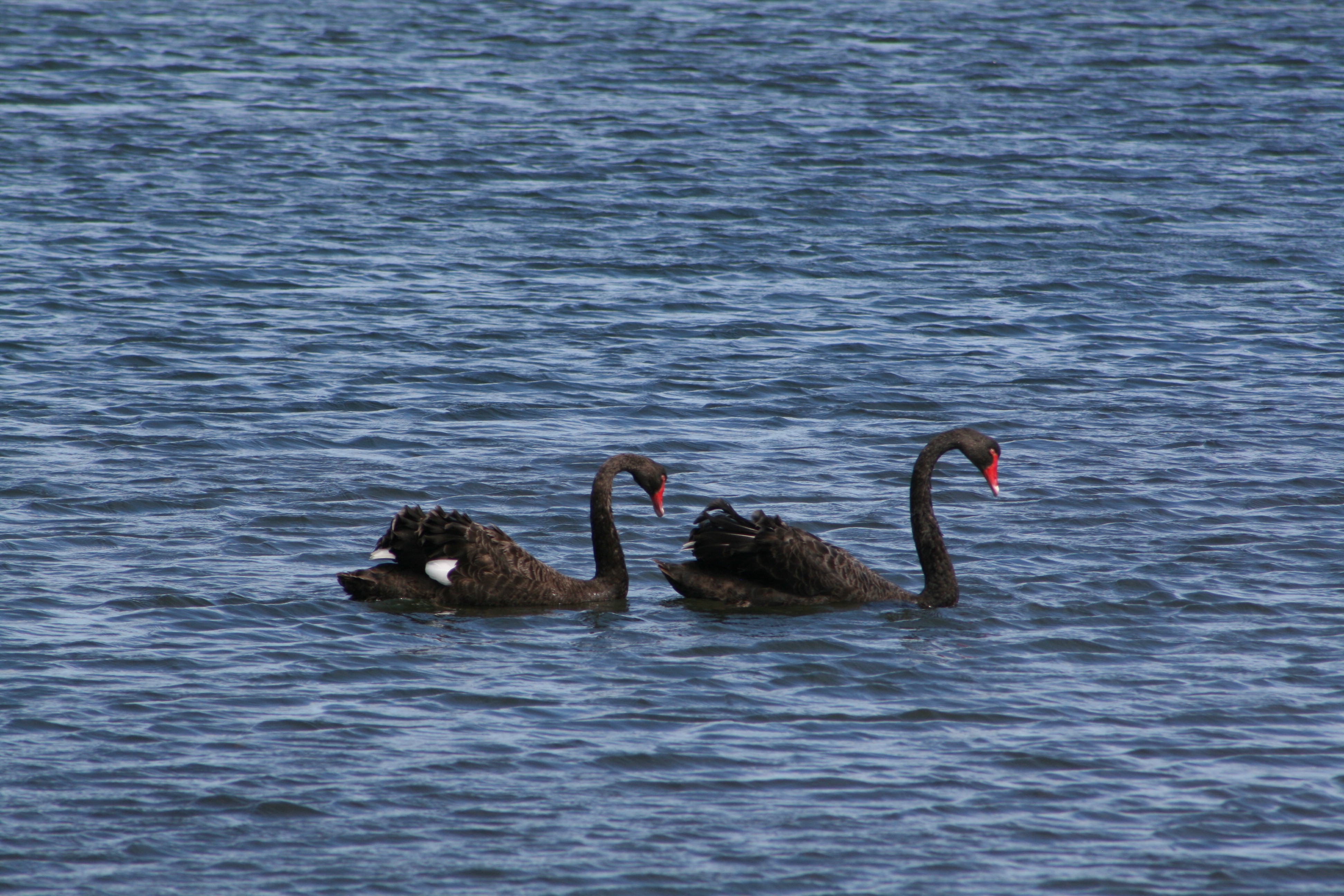 Black_Swan-Cisne_Negro-St_Helens-Tasmania