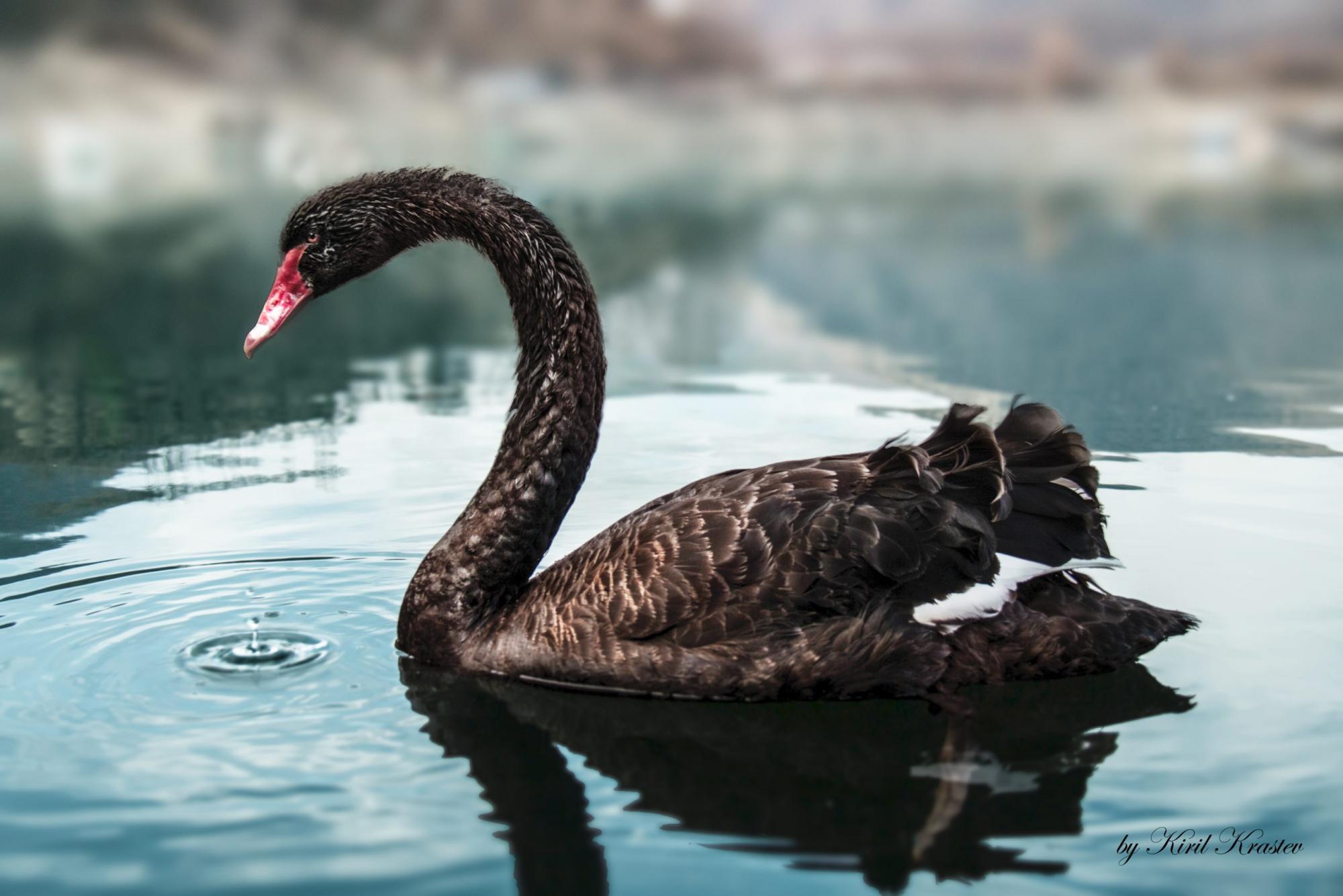 Cigno Nero e prezzo del petrolio