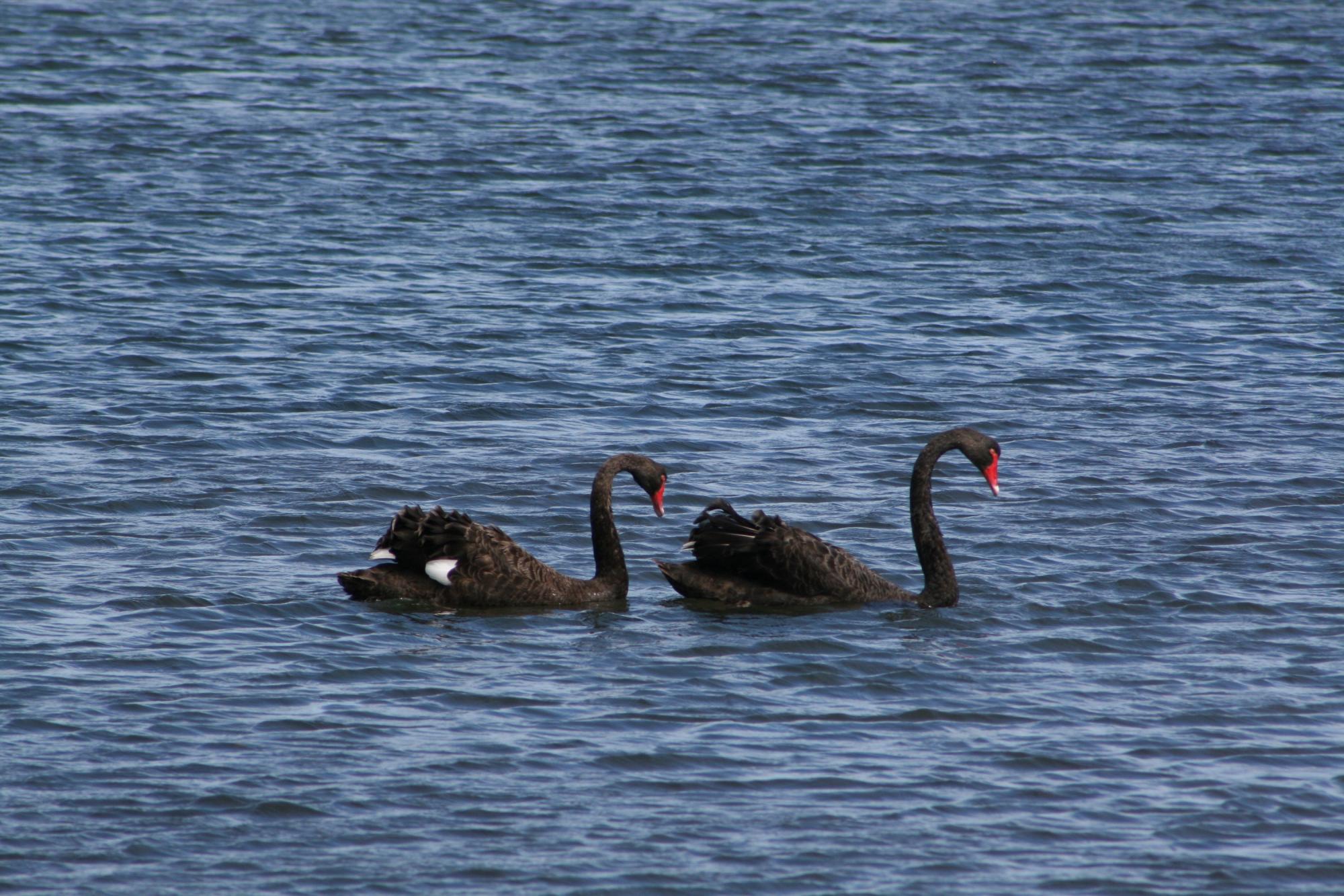 .cigno nero