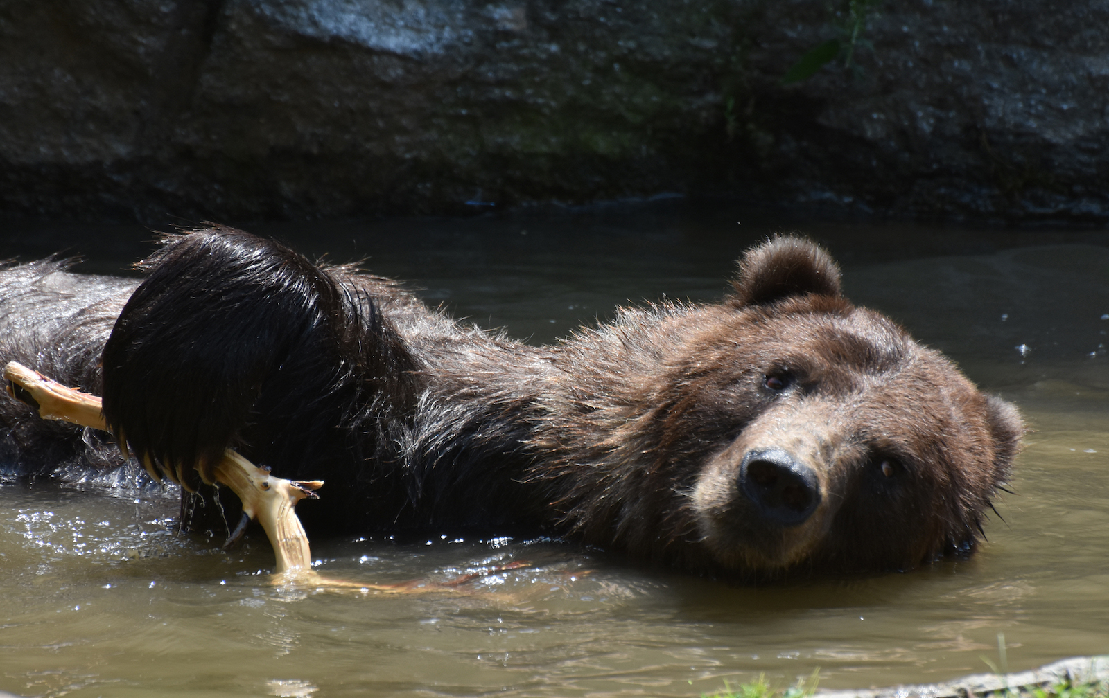 .orso