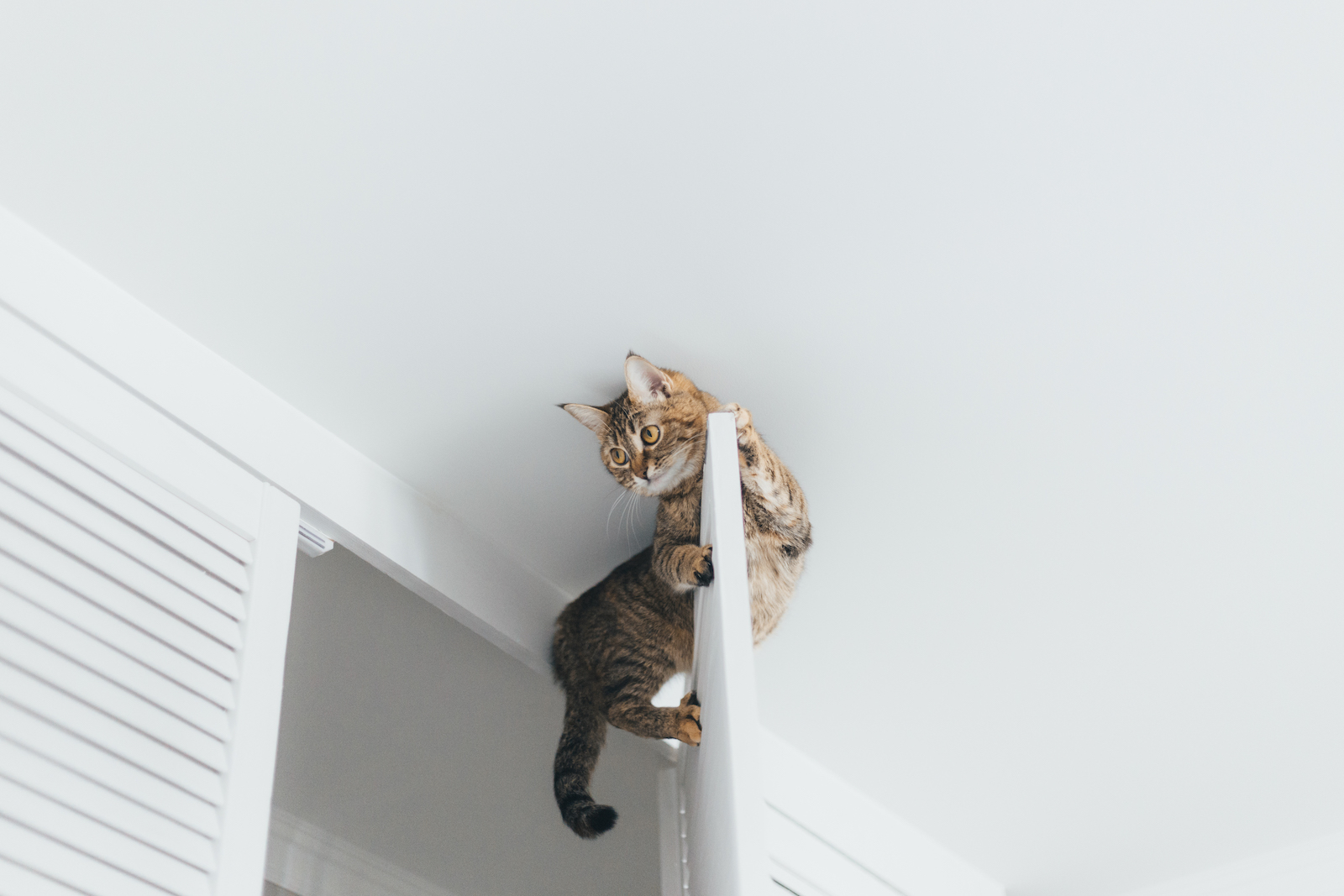 .cat in the ceiling