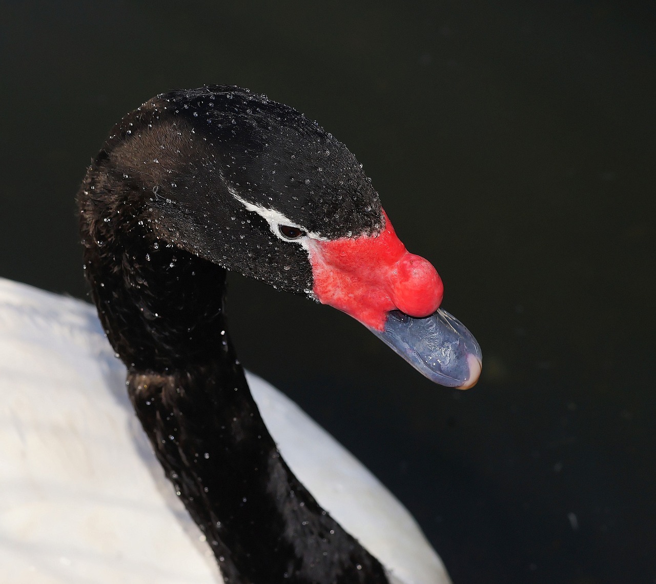.black swan
